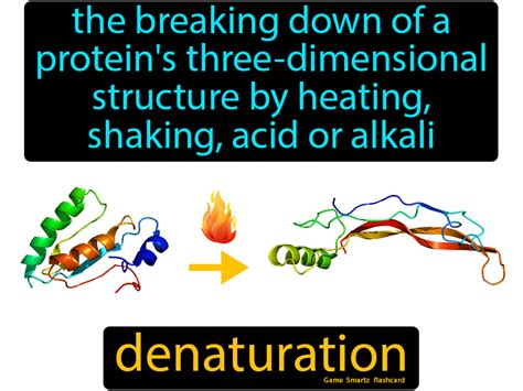 Protein Denaturation Explained