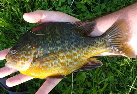 Panfish Fly Fishing Gear Flies And Techniques