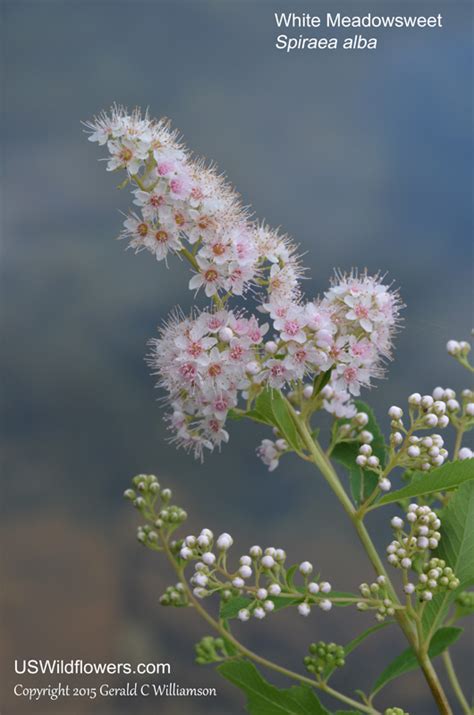 Us Wildflowers Database Of White Wildflowers For Missouri