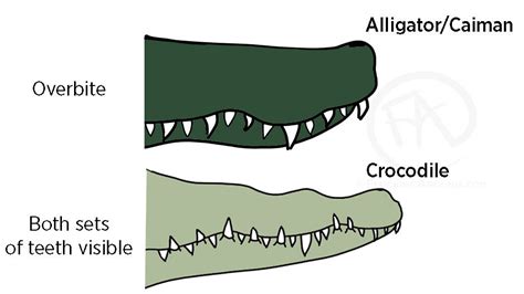 Alligator or Crocodile