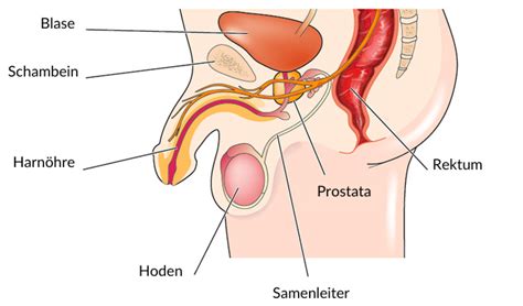 M Nner Traut Euch Der Prostata Orgasmus Wartet Sextoys Von Love