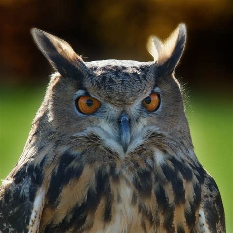 Dragon, Eurasian Eagle Owl – Hawk Creek Wildlife Center