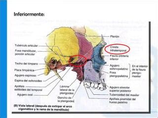 Región temporal fosa infratemporal PPT