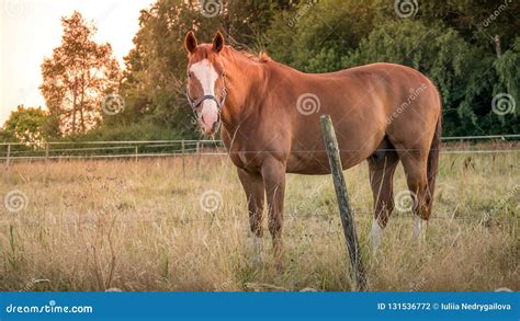 Portrait of Chestnut or Brown Horse with Long Mane in Field Against ...