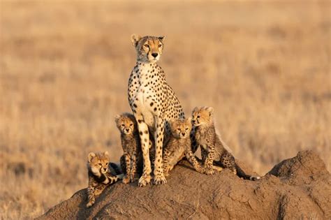 Conheça 10 espécies de animais selvagens | Blog da Cobasi