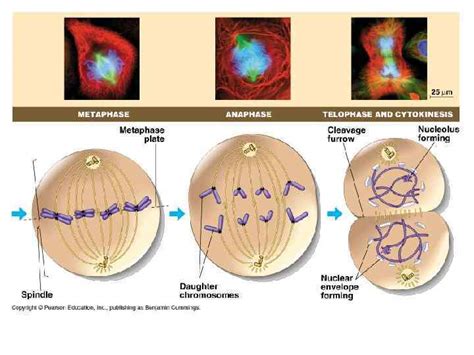 Mitosis Produces two identical daughter cells