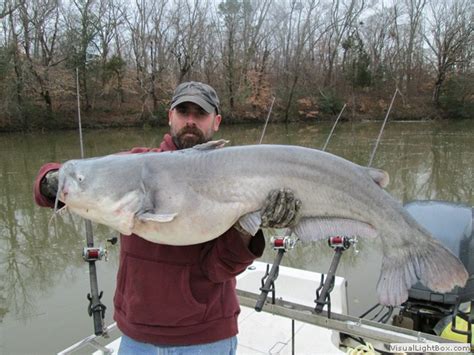 James River Catfishing Guide Guide Service For Blue Catfish On The