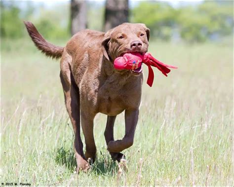 Chesapeake Bay Retriever | Dog Breed Info, Guide & Care