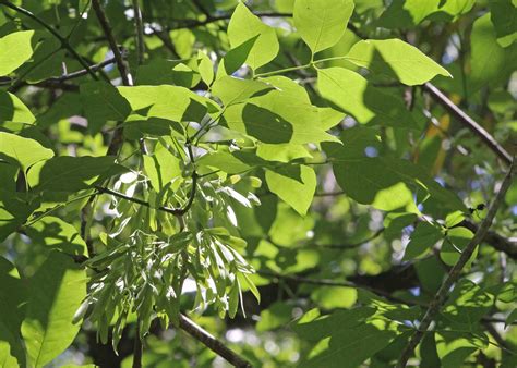 Carolina Ash Fraxinus Caroliniana Econlockhatchee Sandhi Flickr