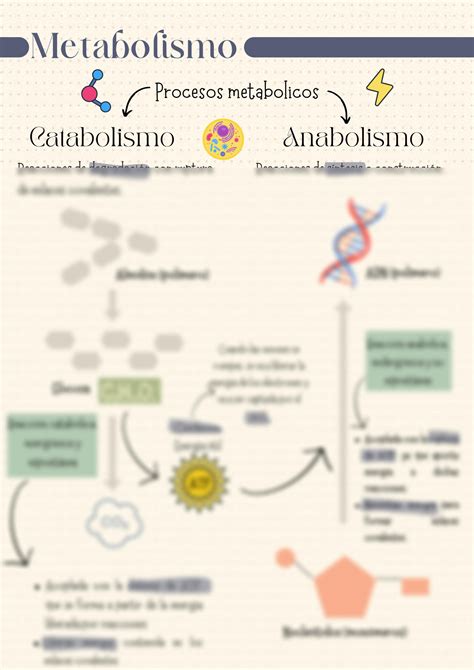 Solution Metabolismo Studypool