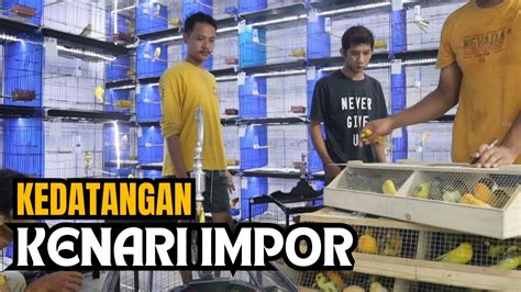 Unboxing Kenari Impor Terbaru Gacor Gacor Dengan Harga Ugal Ugalan