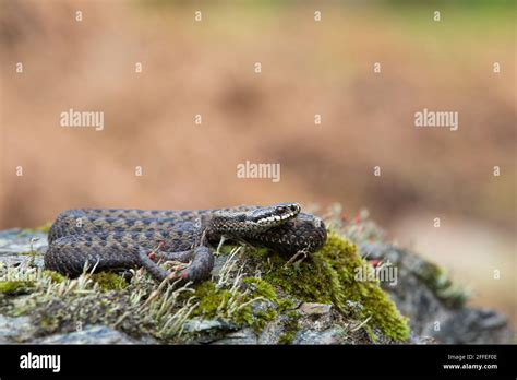 Rock Adder Hi Res Stock Photography And Images Alamy