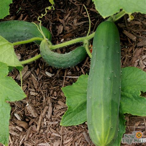 Slicing Cucumber Seeds Marketmore 76 Organic Sow True Seed