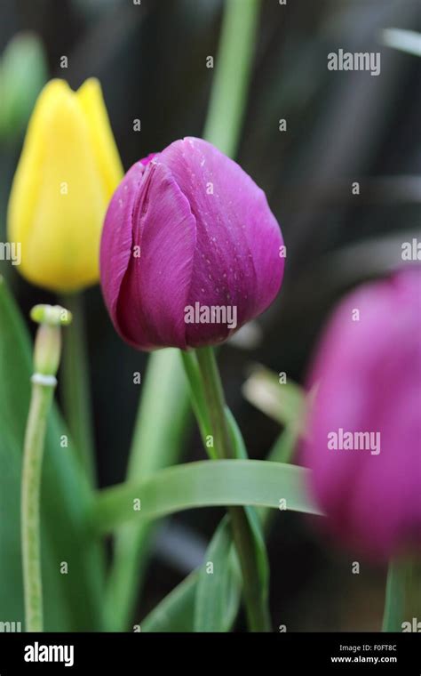 Purple and yellow tulips Stock Photo - Alamy