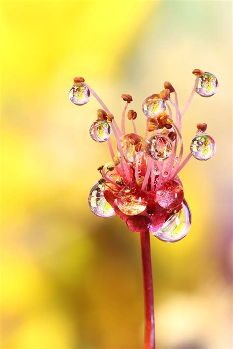 Nature Macro Photography Tips - AllOntario