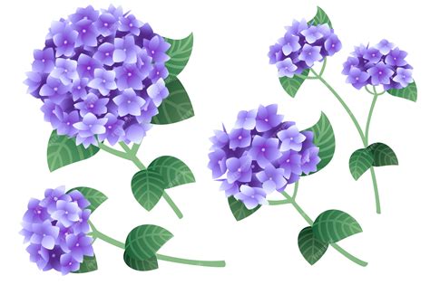 Premium Vector Set Of Purple Hydrangea Flowers With Green Stems And