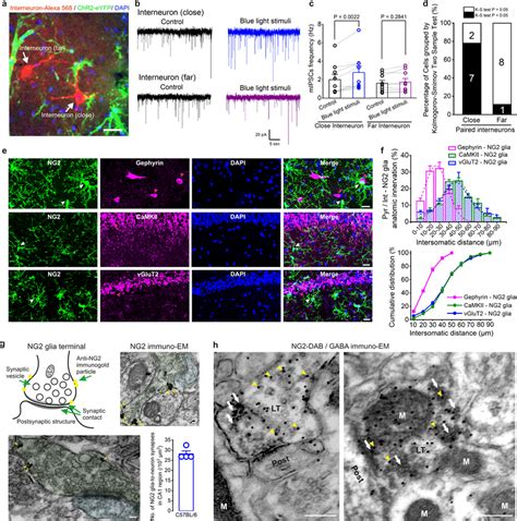 NG2 Glia Form Pre And Postsynaptic Structures With Proximal