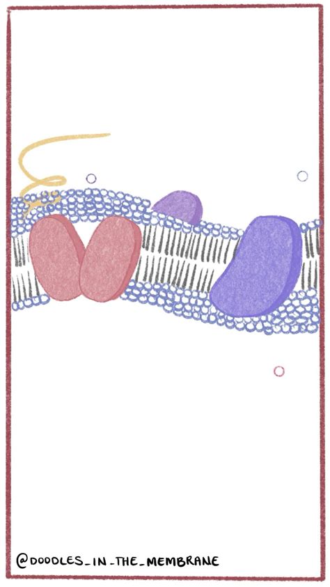 Cell membrane educational doodle doodles in the membrane stem med ...