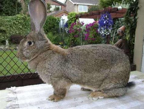 Conejo Gigante Continental Caracter Sticas Origen Cuidados