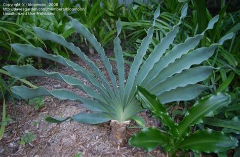 Plantfiles Pictures Boophone Species Bushman Poison Century Plant