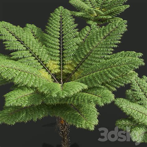 New Plant High Detail Alsophila Spinulosa Fern Decorative Tree D Model