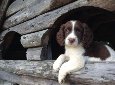 Lab / English Springer Spaniel puppy for Sale in Warren Center ...