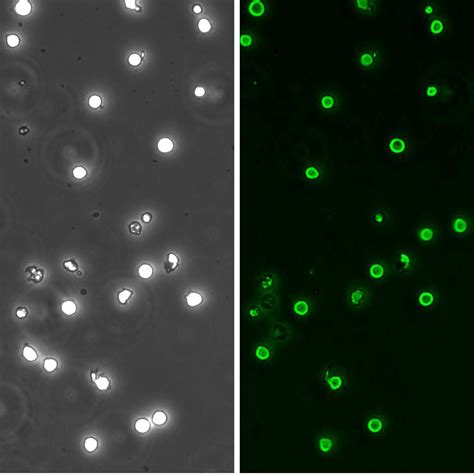 HHSC | Primary Human Hematopoietic Stem Cells | CD34+ Projenitors ...