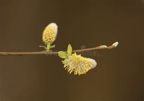 Willow Catkins Stock Image Image Of Salix England Male