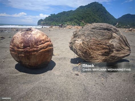 Photo Of Coconuts On The Beach With A Beach View Stock Photo - Download ...