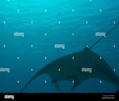 Manta Ray dive in Komodo National Stock Photo - Alamy