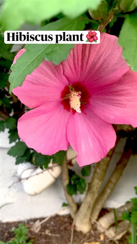 Ultimate guide to hibiscus care indoors – Artofit