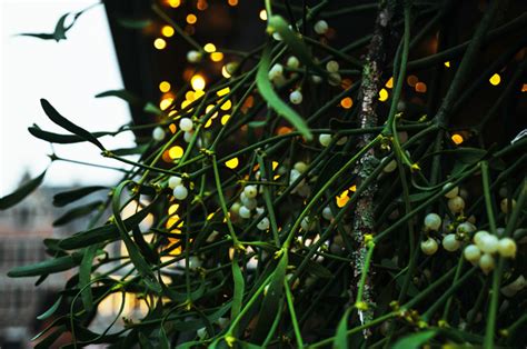 Iconic Christmas Plants | Plantum