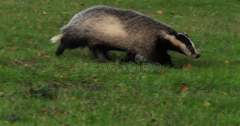 European Badger Meles Meles Adult Walking On Grass Normandy In