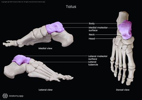 Talus | Encyclopedia | Anatomy.app | Learn anatomy | 3D models ...