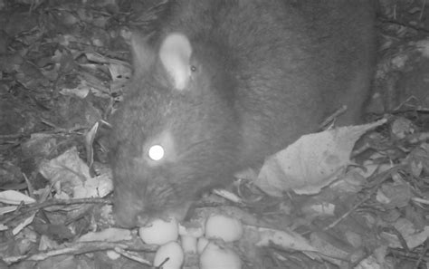 amami rabbit  endangered animal  protects  species