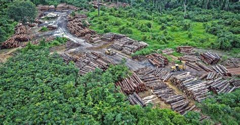 La Tierra pierde una porción de selva equivalente a una cancha de