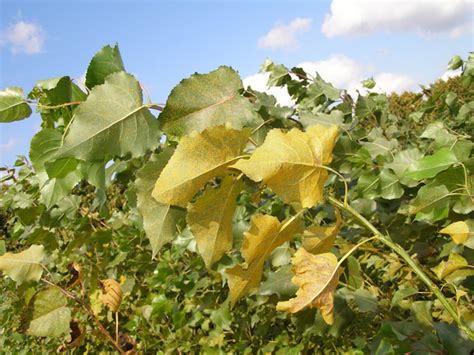 Leaf spot diseases of trees and shrubs | UMN Extension