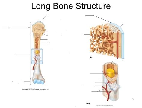 Long Bone Anatomy Diagram | Quizlet