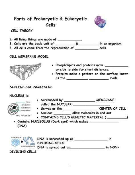 Eukaryotic Cell Components Worksheet