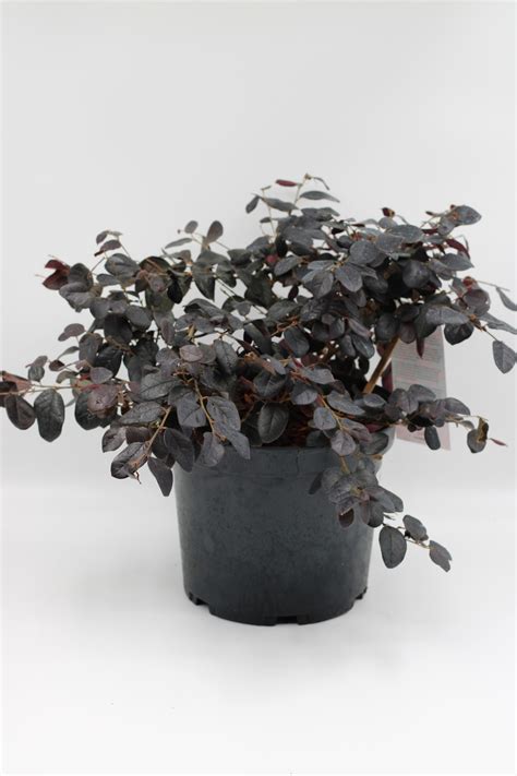 Loropetalum Chinensis Black Pearl - Horto Girassol