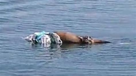 Aparece el cadáver de un delfín en la costa de Gijón La Nueva España