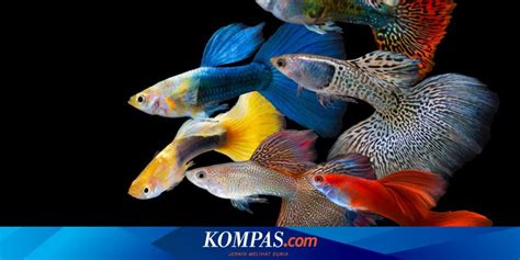 Ikan Guppy Mati Mendadak Ini 5 Kemungkinan Penyebabnya