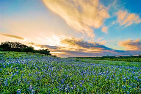 Bluebonnet Sunset Photograph by Chuck Underwood - Fine Art America