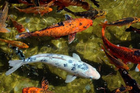 Nove Dos Melhores Peixes Koi Fundo Negro Foto De Stock Imagem De