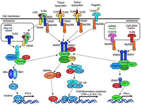 Toll Like Receptor 9