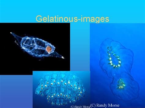 Zooplankton Fall 2006 Plankton Classification Plankton Holoplankton Meroplankton