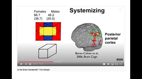 Sex Differences And The Brain Lecture Youtube