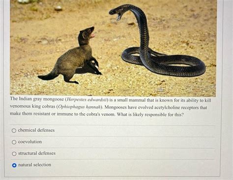 Solved The Indian gray mongoose (Herpestes edwardsii) ﻿is a | Chegg.com