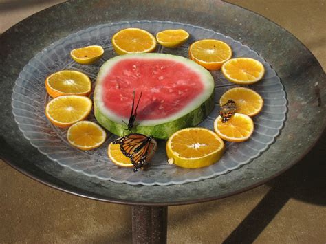 Monarchs And Painted Lady Butterflies On Fruit Plate Fart Flickr