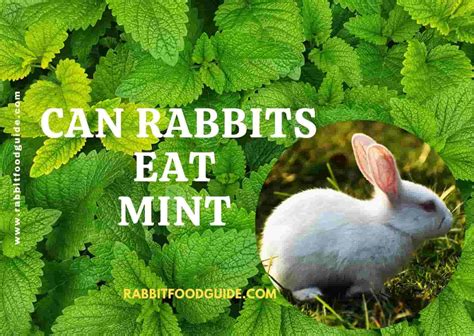 Can Rabbits Eat Mint Recommend In Depth Full Guide